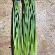 精品红帽蒜苔