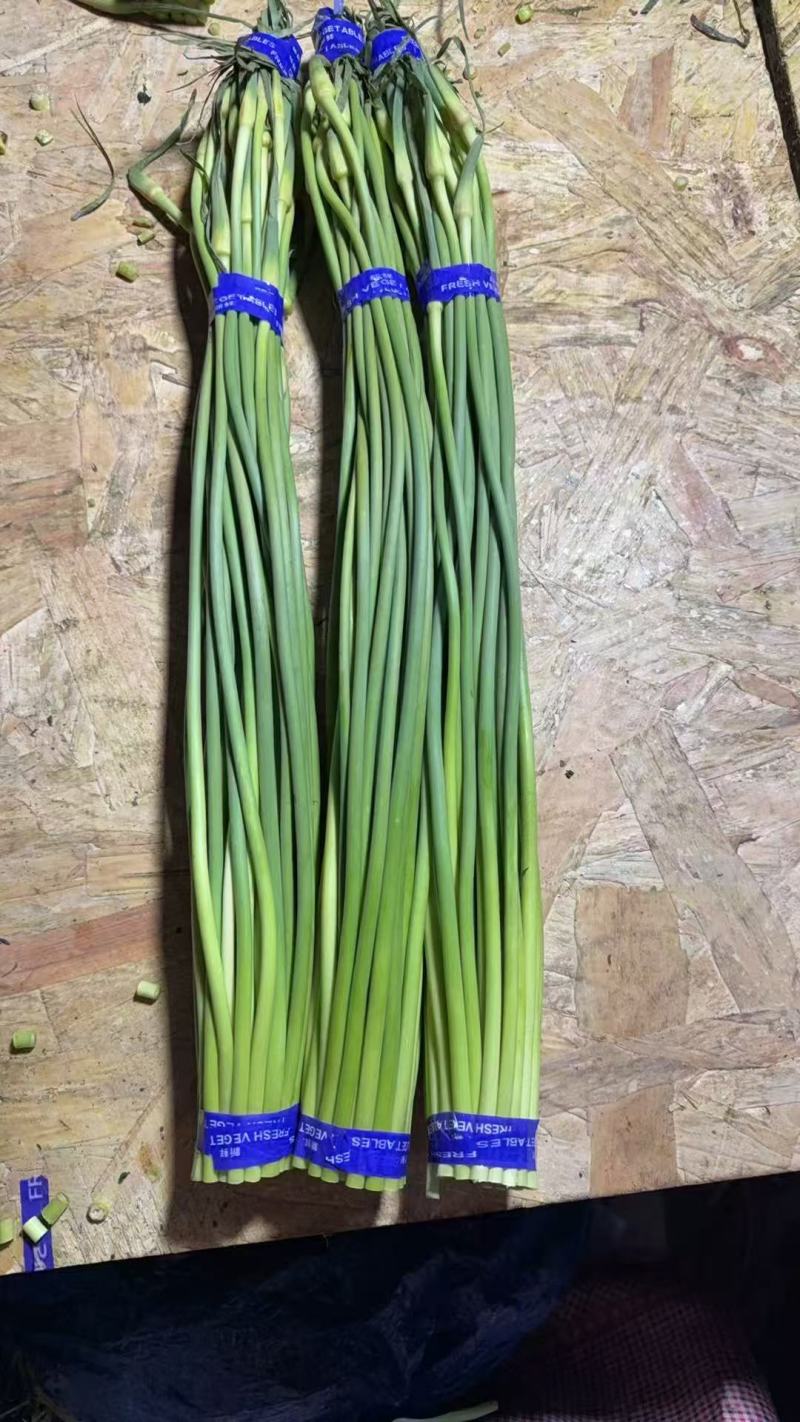精品红帽蒜苔