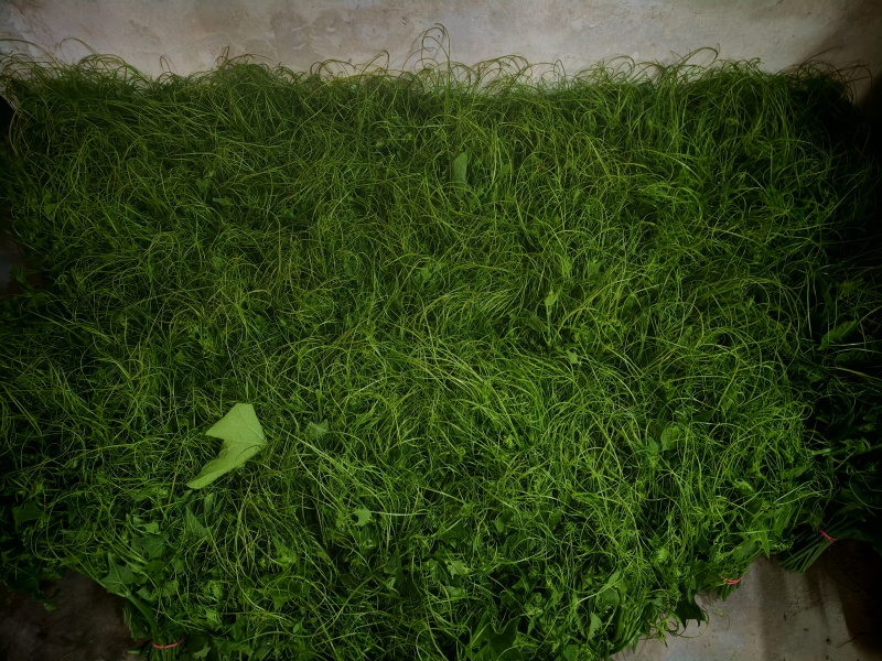 龙须菜