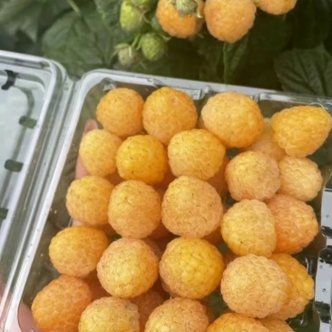 黄树莓。