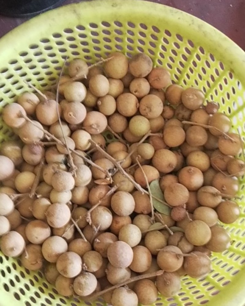 龙眼