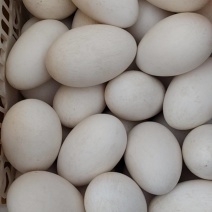 鹅蛋🥚