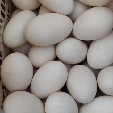鹅蛋🥚
