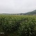 广东徐闻县玉米