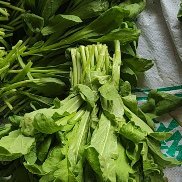 茼蒿