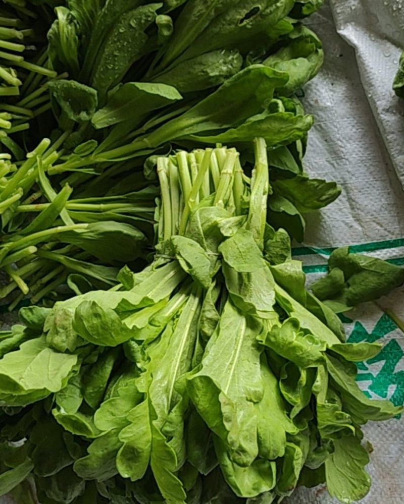 茼蒿