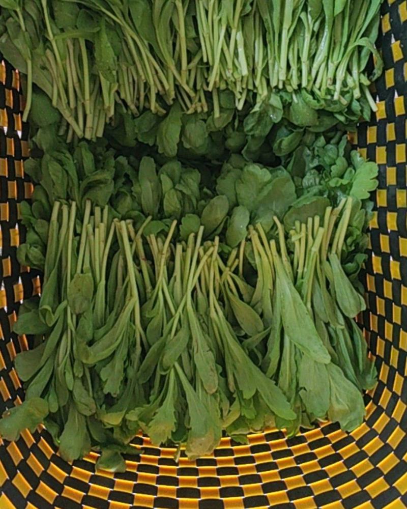 茼蒿