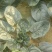 趴地菠菜