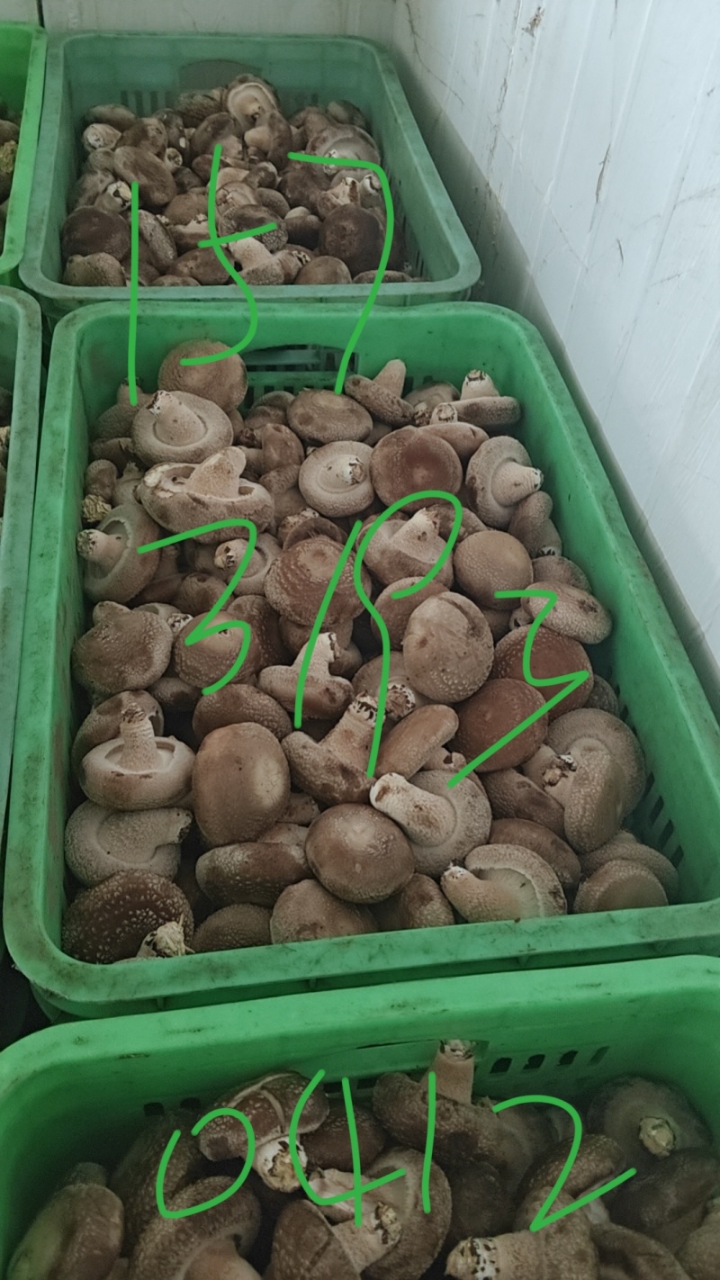 新鲜香菇一件代办，马上过年，需要的抓紧时间