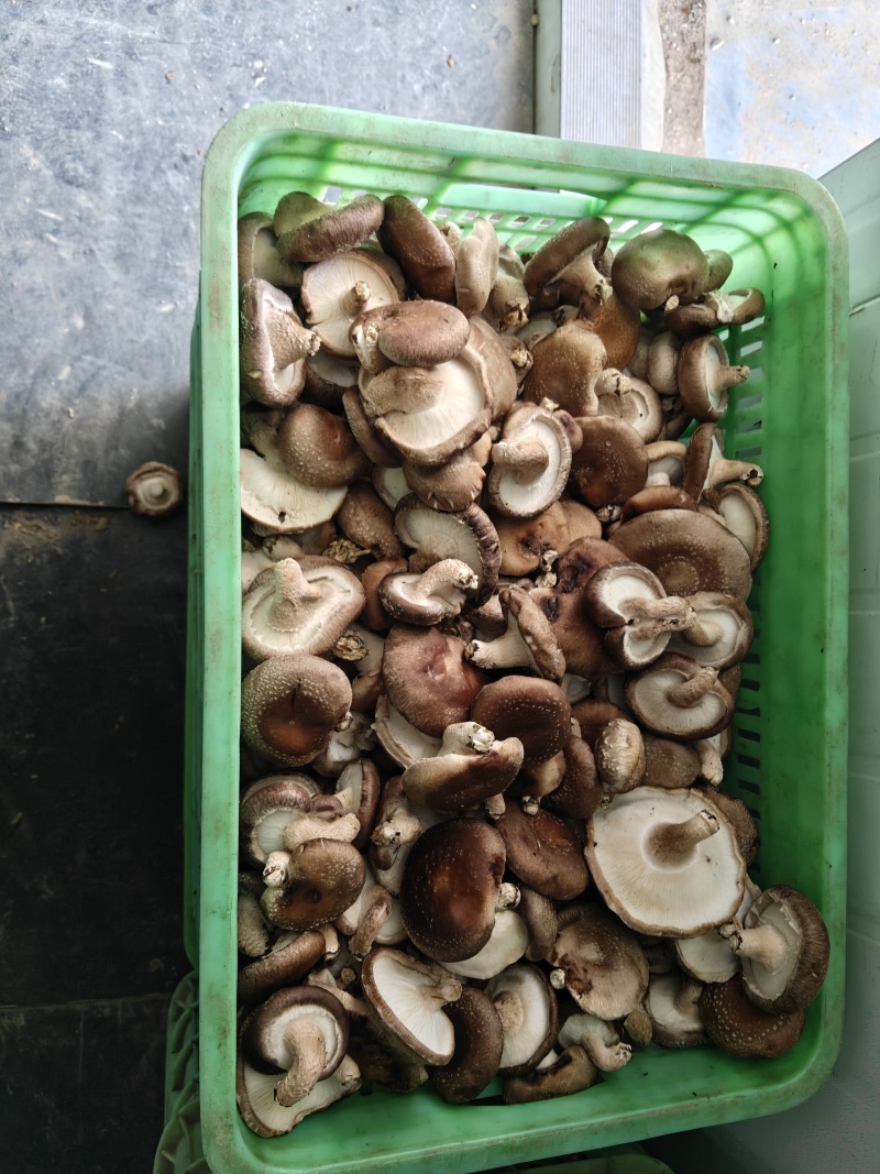 新鲜香菇一件代办，马上过年，需要的抓紧时间