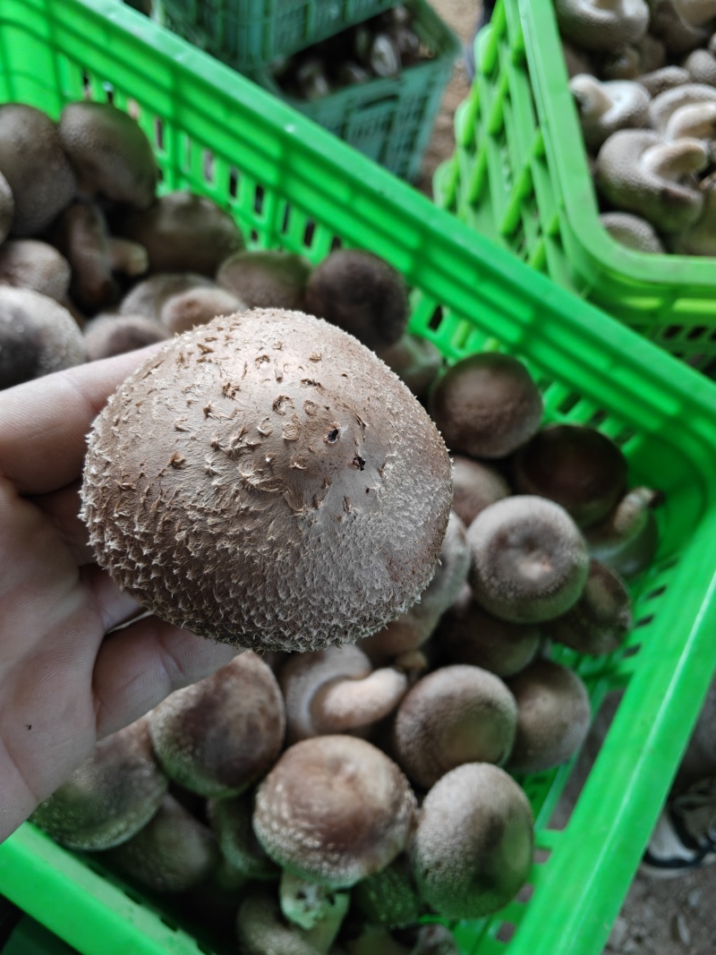 新鲜香菇一件代办，马上过年，需要的抓紧时间