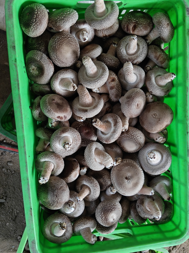 新鲜香菇一件代办，马上过年，需要的抓紧时间