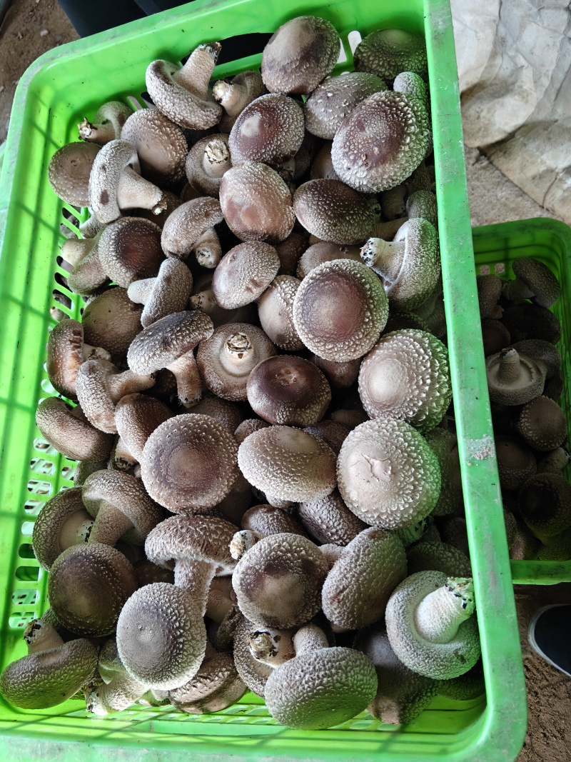 新鲜香菇一件代办，马上过年，需要的抓紧时间