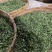 日照绿秋茶