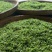 日照绿秋茶
