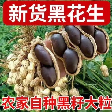 宁陵黑花生无任何加工。