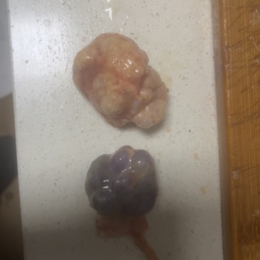 鸡宝