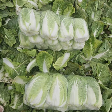湖北黄心大白菜