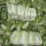 湖北黄心大白菜