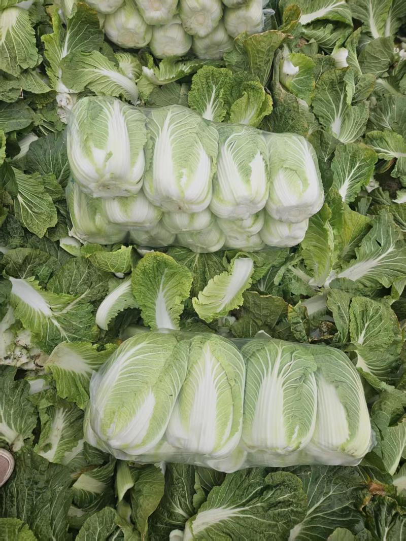 湖北黄心大白菜