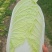 湖北黄心大白菜