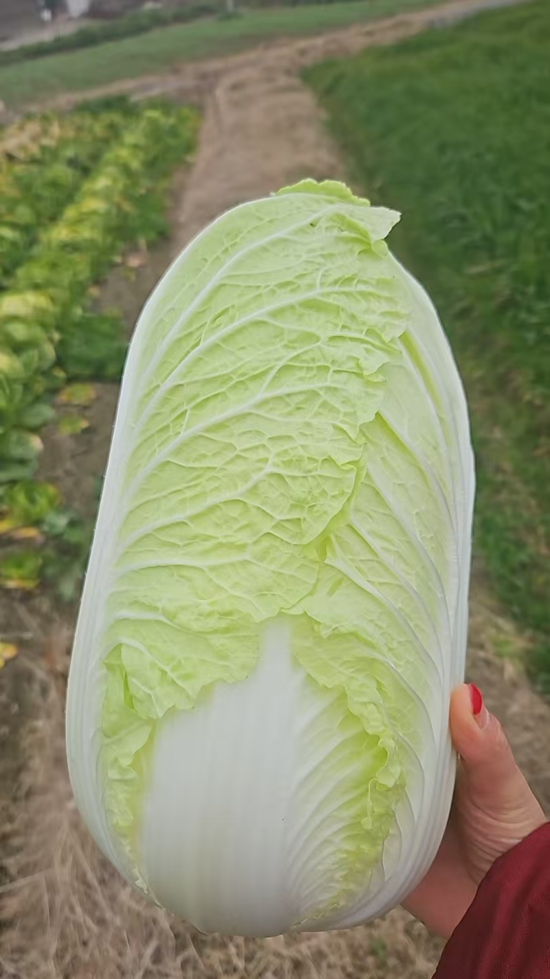 湖北黄心大白菜