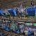 人工养殖兔子5-6斤重