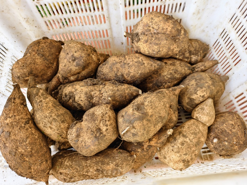 洋瓜根