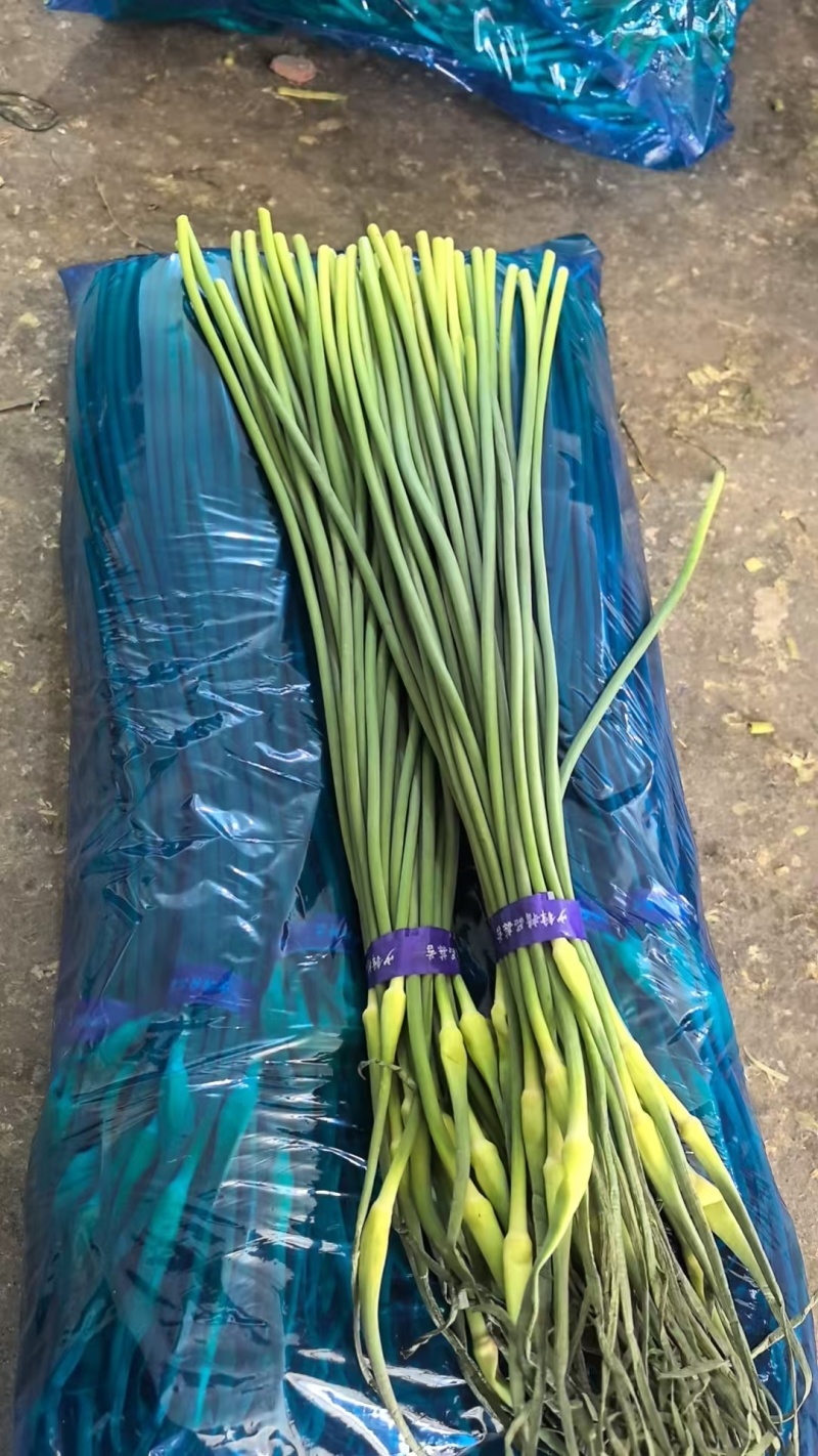 精品白帽蒜苔