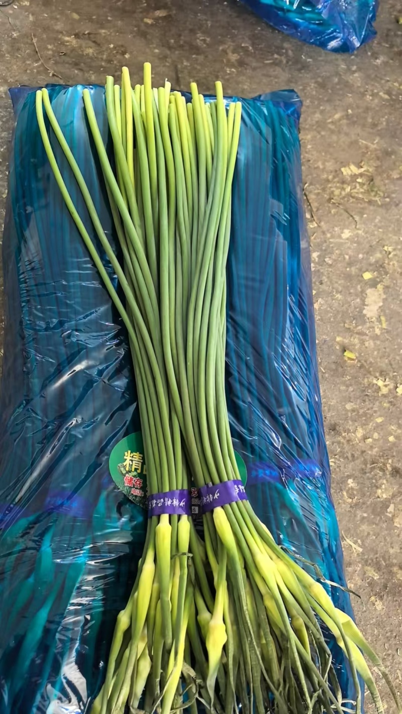 精品白帽蒜苔
