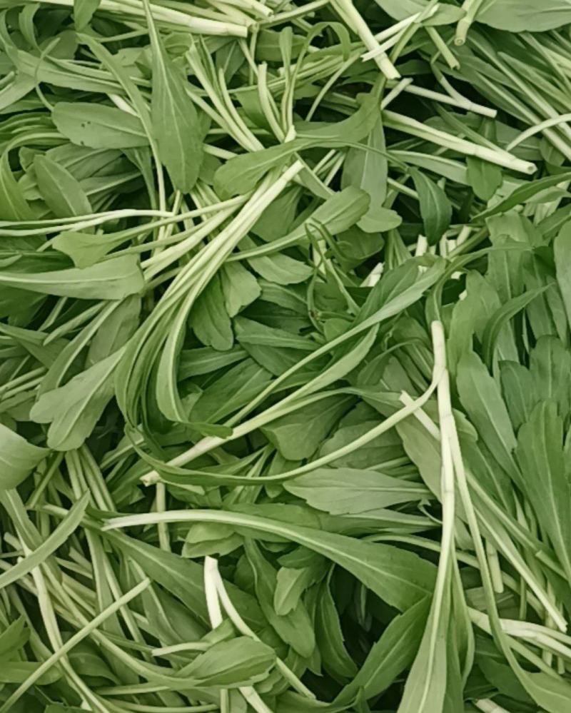 精品大叶马兰头