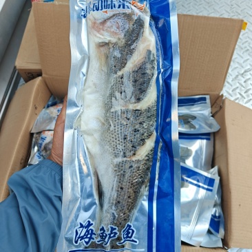 三去鲈鱼/开背鲈鱼/功夫鲈鱼三种规格鲈鱼到货