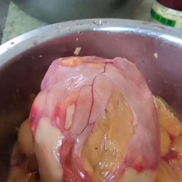 鸡黄