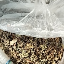 绞股蓝