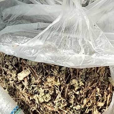 绞股蓝