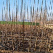 杨树苗，桃树苗