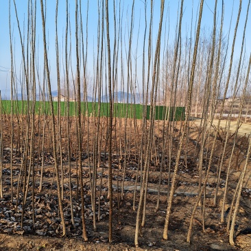 杨树苗，桃树苗