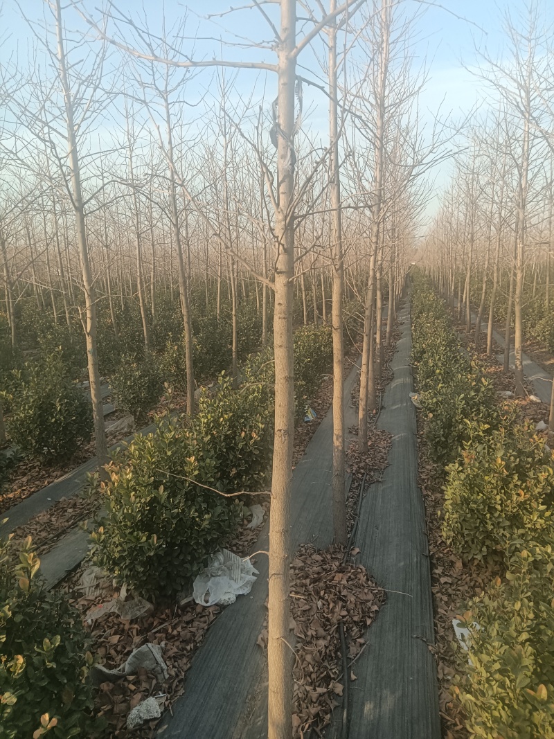 金叶银杏树八到十公分共7000棵，八公分60，九公分100