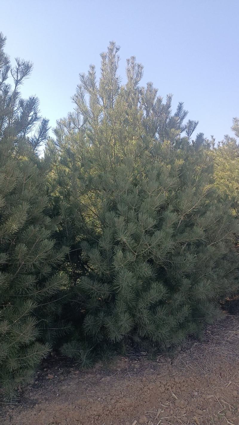 精品白皮松