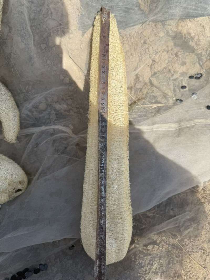 丝瓜络需要私信联系新货质量杠杠