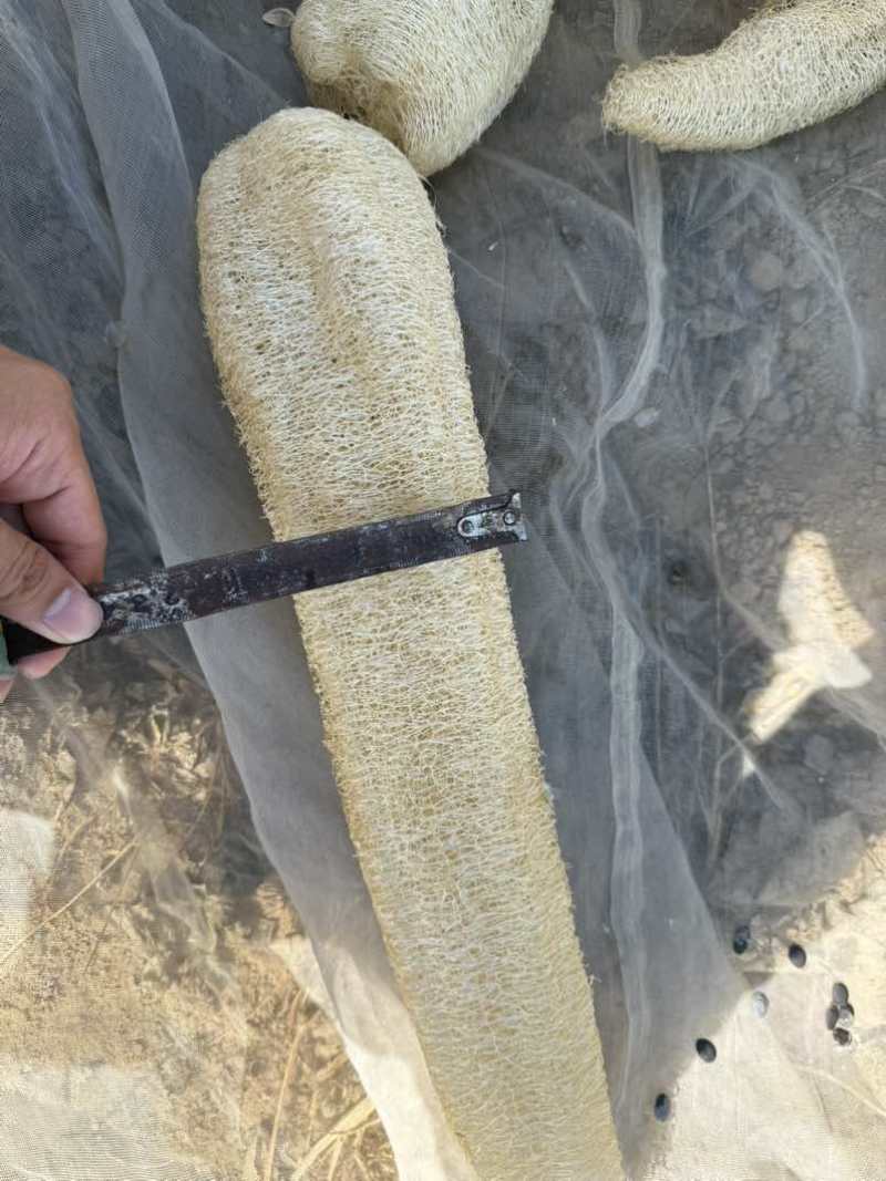 丝瓜络需要私信联系新货质量杠杠