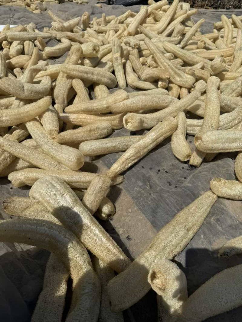 丝瓜络需要私信联系新货质量杠杠