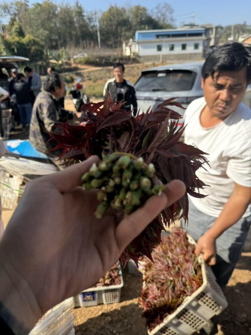云南四季香椿（红椿）现采现发，产地直发