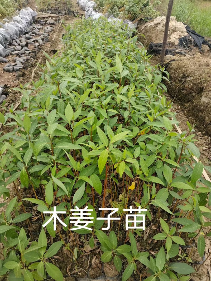 木姜子苗，山胡椒苗，多大规格都可以卖