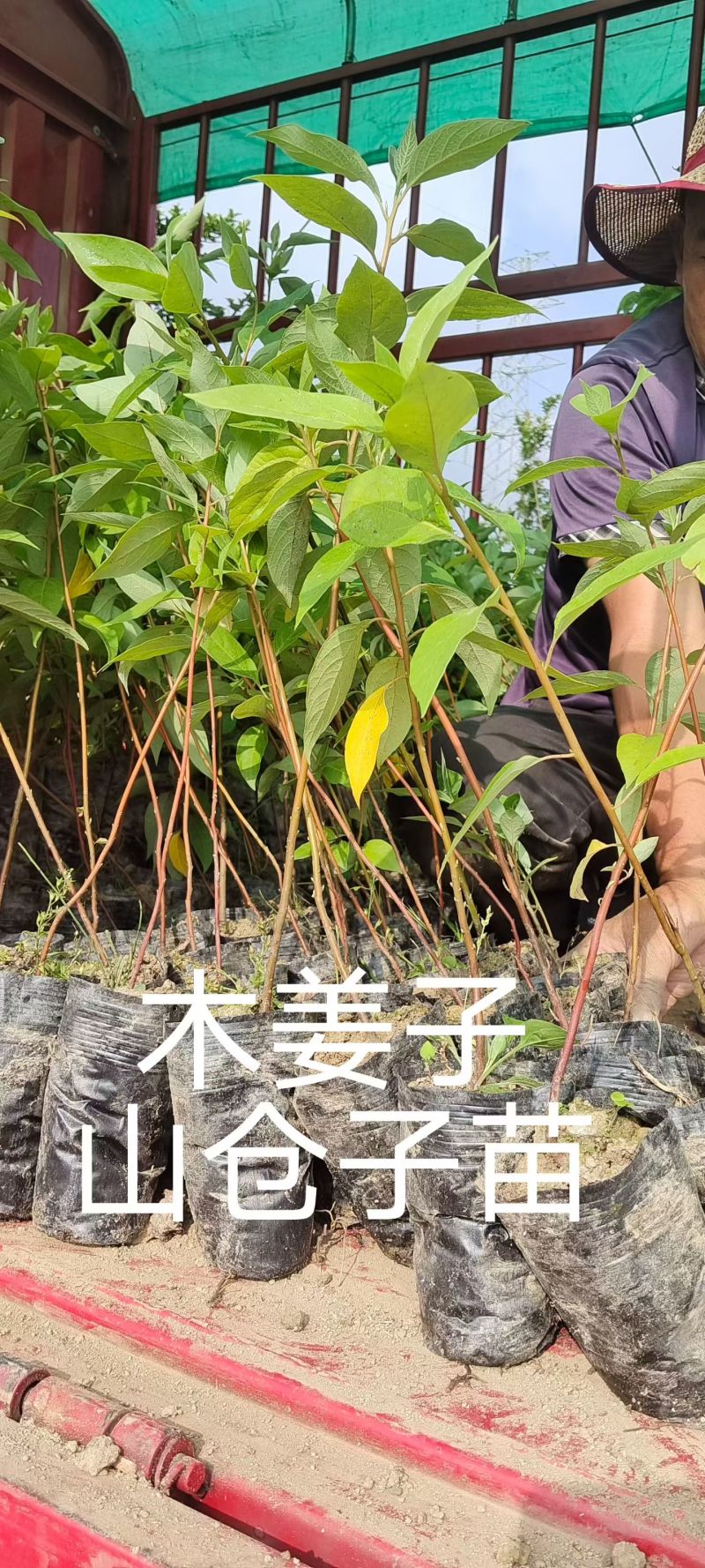 木姜子苗，山胡椒苗，多大规格都可以卖