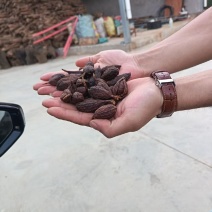 云南草果