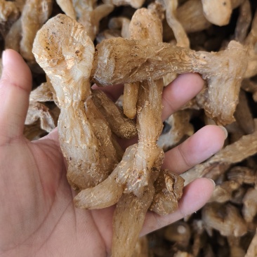 秦岭高山半野生鸡头黄精，口味甜！