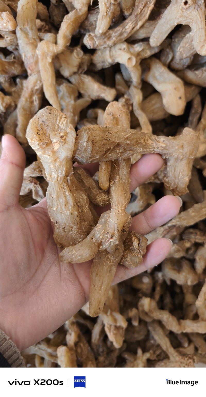 秦岭高山半野生鸡头黄精，口味甜！