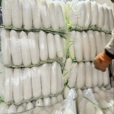 精品白萝卜四川当地种植新鲜打冷袋装一袋40斤左右