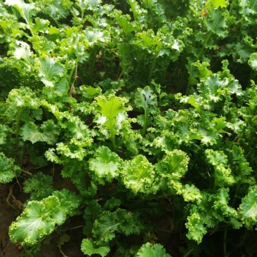 山东日照五莲苔菜
